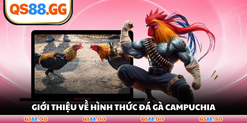 Giới thiệu về hình thức đá gà Campuchia