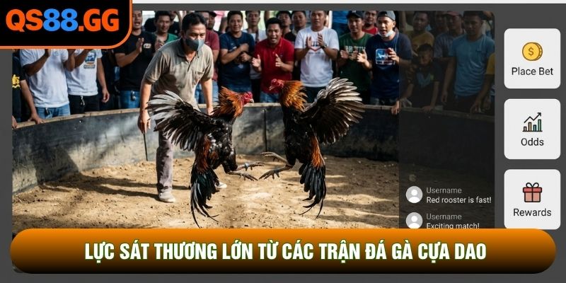 Lực sát thương lớn từ các trận đá gà cựa dao